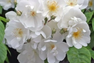 Rosa Bobby James