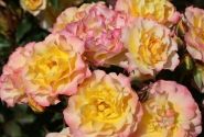 Rosa Landlust, 2l podā