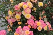 Rosa Landlust, 2l podā