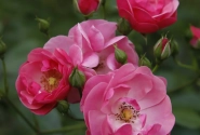 Rosa Angela