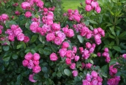 Rosa Angela