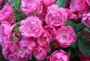 Rosa Angela