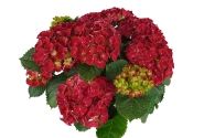 Hydrangea macrophylla High Fire, 14cm podā