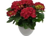 Hydrangea macrophylla High Fire, 14cm podā