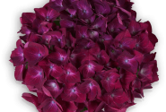 Hydrangea macrophylla Hot Red lila, 14cm