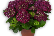 Hydrangea macrophylla Hot Red lila, 14cm