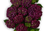 Hydrangea macrophylla Hot Red lila, 14cm