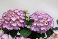 Hydrangea macrophylla Adula lila, 14cm podā