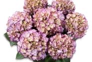 Hydrangea macrophylla Adula lila, 14cm podā