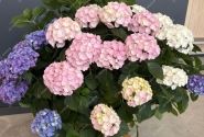 Hydrangea macrophylla Colour Club Tabeltenisa Blau (Ampel) 10cm podā