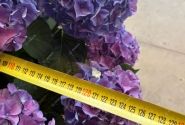 Hydrangea macrophylla Colour Club Tabeltenisa Blau (Ampel) 10cm podā