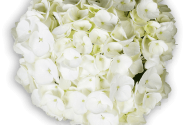Hydrangea macrophylla First White 17cm podā