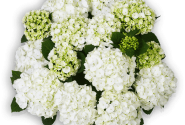 Hydrangea macrophylla First White 17cm podā