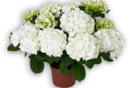 Hydrangea macrophylla First White 17cm podā