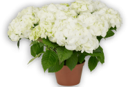 Hydrangea macrophylla Vanilla Sky 19cm podā