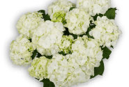 Hydrangea macrophylla Vanilla Sky 19cm podā