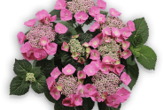Hydrangea macrophylla Blaumeise rosa, 37cm podā