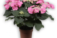 Hydrangea macrophylla Blaumeise rosa, 37cm podā