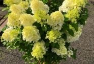 Hydrangea paniculata Hercules, 14cm podā