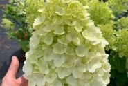 Hydrangea paniculata Hercules, 14cm podā