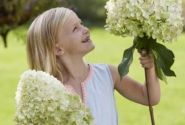 Hydrangea paniculata Hercules, 14cm podā