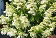 Hydrangea paniculata Confetti, 14cm podā