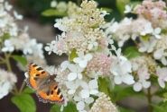 Hydrangea paniculata Confetti, 14cm podā