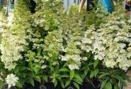 Hydrangea paniculata Confetti, 14cm podā