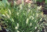 Pennisetum alopecuroides Little Bunny