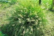 Pennisetum alopecuroides Little Bunny
