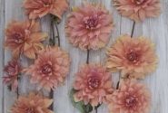 Dahlia hortensis Babylon Brons