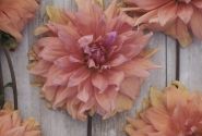 Dahlia hortensis Babylon Brons