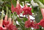 Brugmansia suavolens Bergkonigin