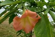 Brugmansia suavolens DS Feul Feullet