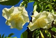 Brugmansia suavolens (Datura) Erika
