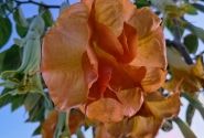 Brugmansia suavolens (Datura) Perle Rare