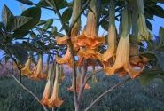 Brugmansia suavolens (Datura) Perle Rare