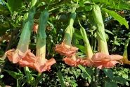 Brugmansia suavolens SB Cozy Lebeau