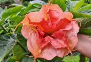 Brugmansia suavolens SB Roxanne