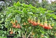 Brugmansia suavolens SB Roxanne