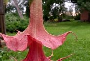 Brugmansia suavolens Theas liebling