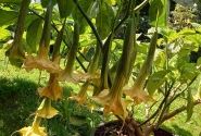 Brugmansia suavolens (Datura) Zuni yellow spider