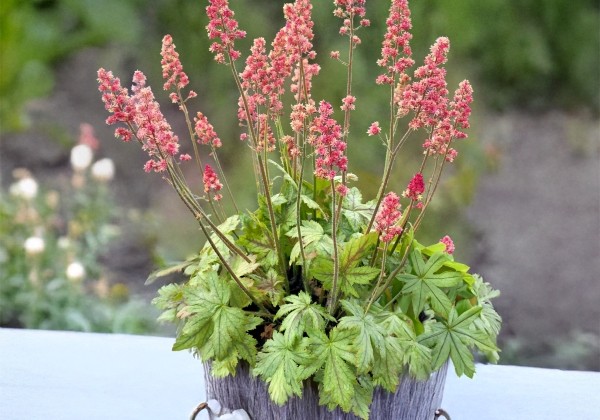 Heuchera hybrida Pink Stardust