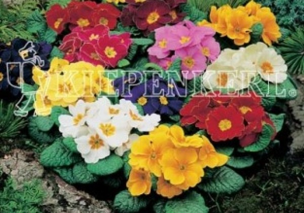Primula vulgaris Texas Mix