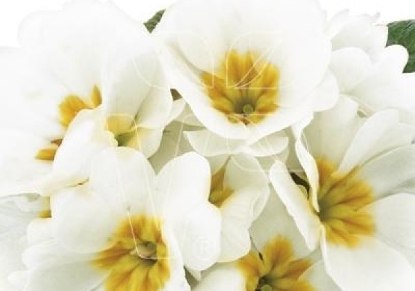 Primula vulgaris Arizona White
