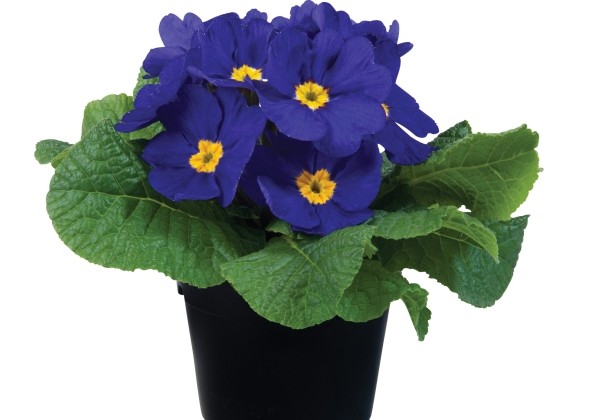 Primula vulgaris Paradiso Mid Blue