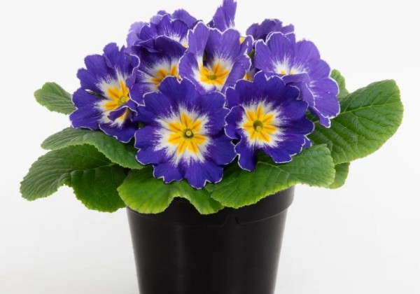 Primula vulgaris Paradiso Mid Blue Bicolour
