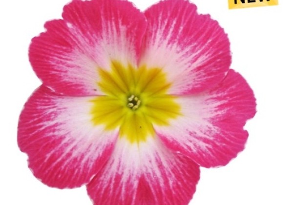Primula vulgaris Paradiso Mid Pink Bicolour