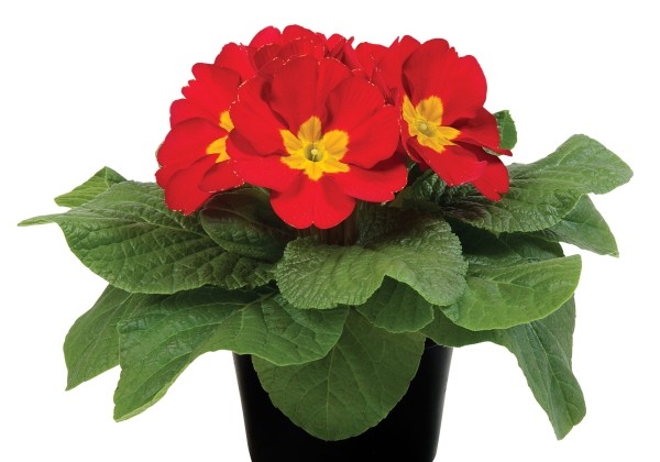 Primula vulgaris Paradiso Mid Red