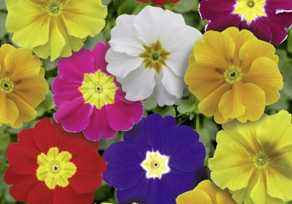 Primula vulgaris Herkules Mix